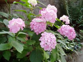 photo coins arrondis